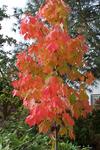 Bowhall Red Maple (acer rubrum)