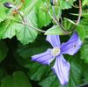 'Durandii' Clematis available at Lael's Moon Garden