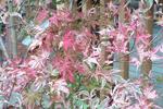 Shirazz Japanese Maple (acer palmatum 'gwen's rose delight')