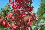 Fall - Red Sunset Maple (acer rubrum)