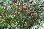 Asian dogwood (cornus kousa) fall fruit (edible)