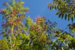 Pistache (Pistacia chinensis) - fall color
