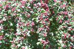 Crimson Cloud Hawthorn (Crataegus laevigata) fall berries