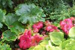 Umbrella Plant (darmera peltata) NW native fall color