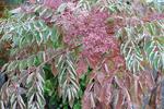 Fall color on Aralia elata Variegata - Japanese Angelica Tree