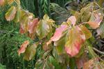 Persian Ironwood (parrotia persica) or Persian witch hazel -fall color