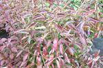 Fall color of Viburnum nudum Brandywine - berries will darken to pink and blue