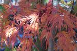 Fall color of Seiryu Japanese Maple (acer palmatum)