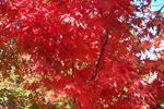 Fall color of Osakazuki Japanese Maple (acer palmatum)