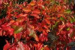 Fall color on Autumn Cascade Black Tupelo (nyssa sylvatica)