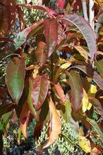 Fall color on Sourwood (Oxydendrum arboreum)