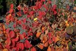 Fall color on Diane WitchHazel (hamamelis x intermedia)