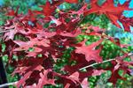 Fall Color on Scarlet Oak (quercus coccinea)