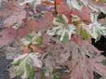 Esk Sunset or Eskimo Sunset (acer pseudoplatanus) available at Lael's Moon Garden