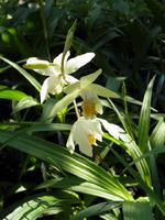 'Chinese Butterfly' hardy orchid (Bletilla ochracea) available at Lael's Moon Garden