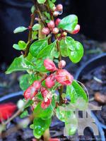 Victory Flowering Quince (Chaenomeles) at Lael's Moon Garden Nursery