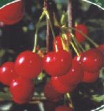 Montmorency pie cherries (Prunus cerasus) available at Lael's Moon Garden Nursery