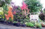 Fall Color now Showing at Lael's Moon Garden Nursery