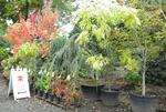 Fall color on Frisia Locust, Blue Atlas Weeping Cedar and Virginia Creeper vines at Lael's Moon Garden Nursery