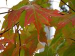 Sugar Maple (Acer saccharum) Fall Color at Lael's Moon Garden