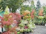 Maples now showing fall color at Lael's Moon Garden Nursery