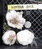 Western Rose Garlic organic and farm raised at Lael's Moon Garden Nursery