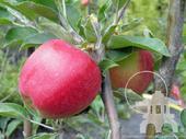 Rosey Glow Apples on fruit trees for sale at Lael's Moon Garden Nursery