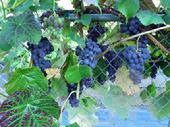 Lovely seedless table grapes at Lael's Moon Garden Nursery