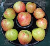 Crisp tasty Honeycrisp apples grown at Lael's Moon Garden Nursery