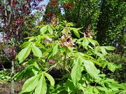 Ft. McNair Flowering Chestnut tree (Aesculus carnea) at Lael's Moon Garden