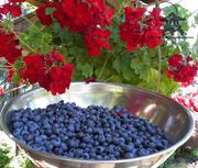 Many varieties of Blueberries available at Lael's Moon Garden Nursery
