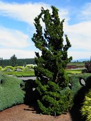 'Spiralis' Hinoki Cypress (chamaecyparis obtusa) available at Lael's Moon Garden