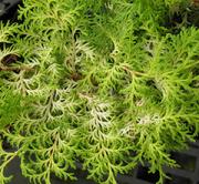 'Sunlight Lace' Hinoki Cypress (chamaecyparis obtusa) available at Lael's Moon Garden