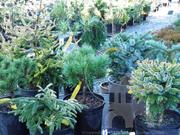 Conifers provide year round color many varieties available at Lael's Moon Garden Nursery