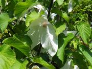 Sonoma Dove or Handkerchief Tree (Davida involucrata) blooming at Lael's Moon Garden