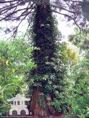 Climbing hydrangea (Hydrangea anomala petiolaris) on a Giant Redwood tree Lael's Moon Garden Nursery