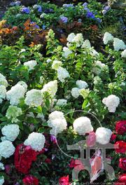 Hydrangea Bloomstruck, Physocarpus Amber Jubilee, Hydrangea Bobo, Paint the Town Rose at Lael's Moon Garden