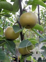 Chojuro Pears on fruit trees for sale at Lael's Moon Garden