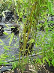 Yellow groove or Crookstem bamboo (Phyllostachys aureosulcata) at Lael's Moon Garden Nursery