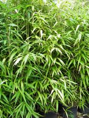 Arrow Bamboo 'Yadake' (Pseudosasa japonica) available at Lael's Moon Garden Nursery
