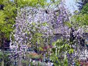 Macrobotrys or Purple Patches Wisteria (w. floribunda) tree form at Lael's Moon Garden