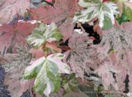 'Esk Sunset' Acer Pseudoplatanus at Lael's Moon Garden Nursery