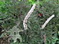 'Brunette' Actaea (Cimicifuga) at Lael's Moon Garden Nursery with fragrant white blooms