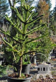 Monkey puzzle tree or Chilean Pine tree (Araucaria araucana) at Lael's Moon Garden Nursery