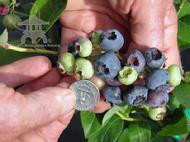 Chandler Blueberries available at Lael's Moon Garden Nursery