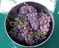 Canadace Grape available at Lael's Moon Garden Nursery
