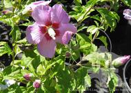 'Minerva' Hardy Hibiscus (Hibiscus syriacus) at Lael's Moon Garden nursery