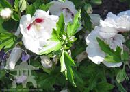 Bali™ First Editions® Hardy Hibiscus (Hibiscus syriacus at Lael's Moon Garden