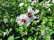 'Helene' Hardy Hibiscus (Hibiscus syriacus) at Lael's Moon Garden