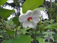 Magnolia sieboldii 'Colossus' at Lael's Moon Garden